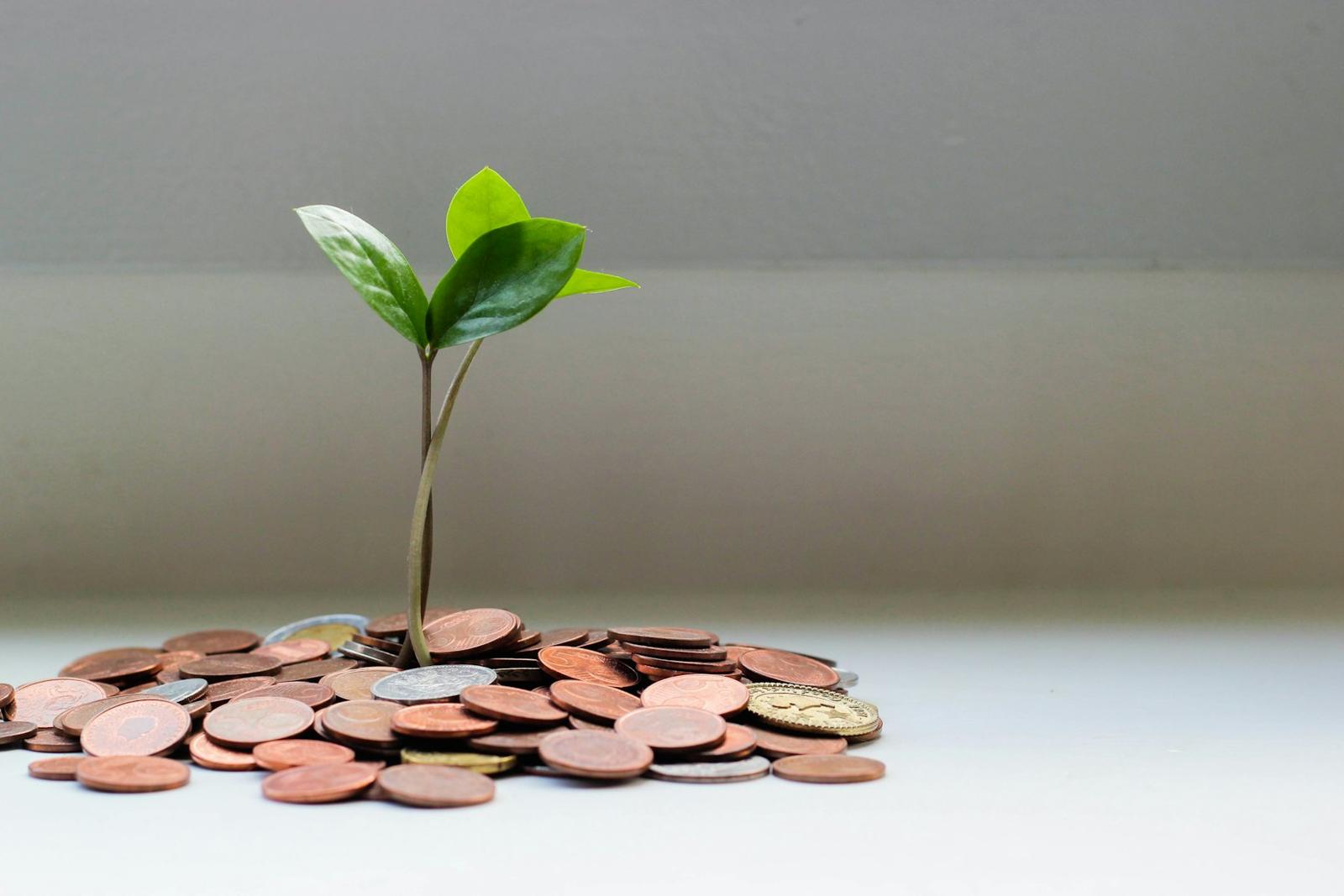 Planta creciendo entre monedas